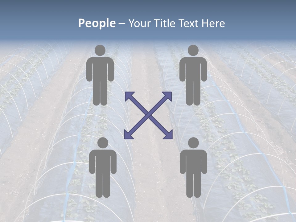 Perspective In A Strawberry Culture During Spring. PowerPoint Template