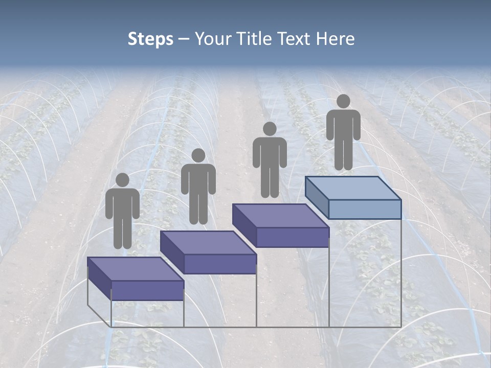 Perspective In A Strawberry Culture During Spring. PowerPoint Template