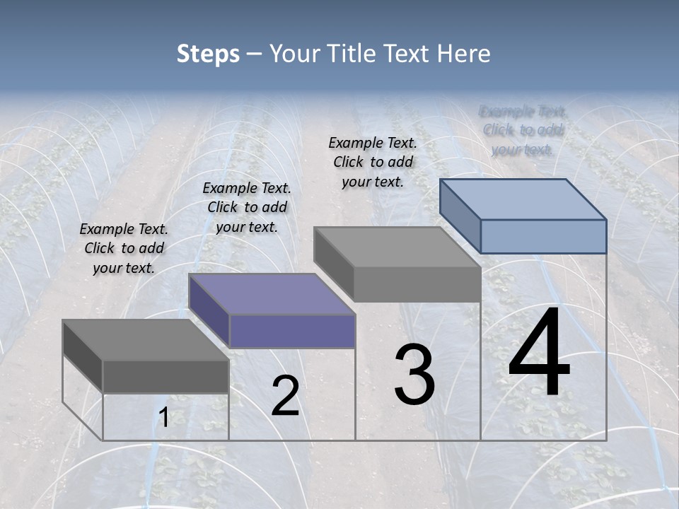 Perspective In A Strawberry Culture During Spring. PowerPoint Template