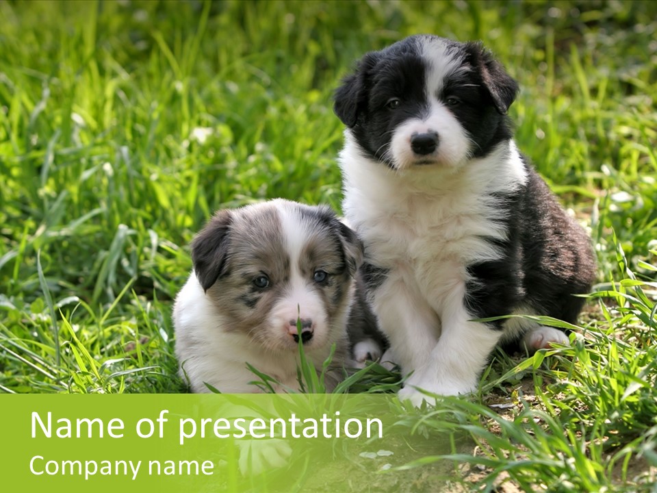 Two Young Border Collies Looking Towards You PowerPoint Template