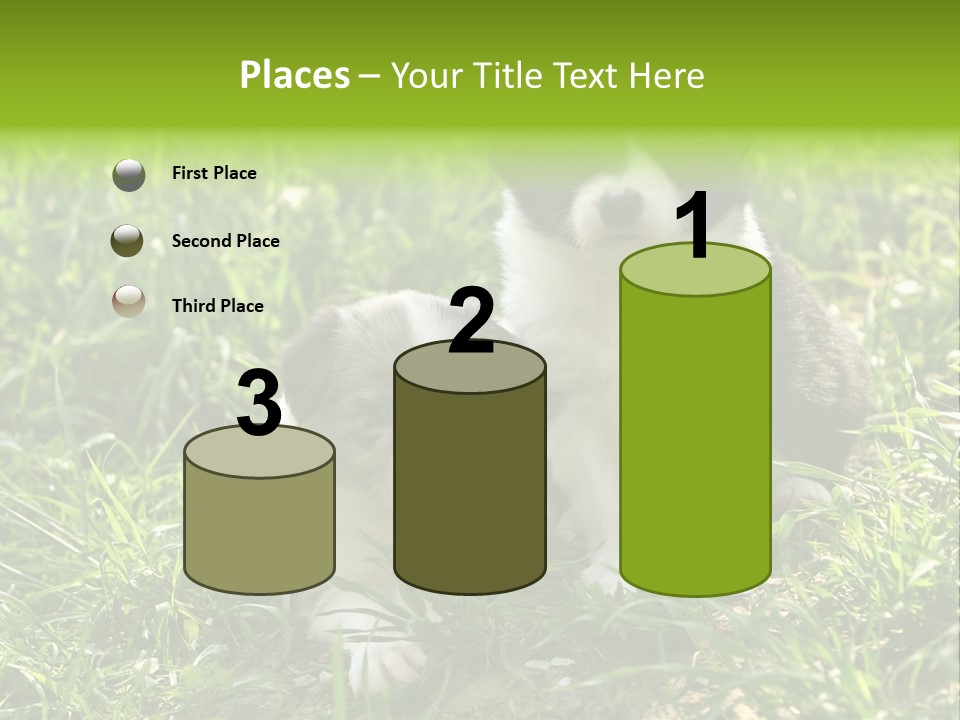 Two Young Border Collies Looking Towards You PowerPoint Template