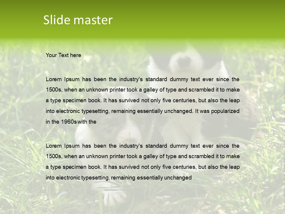 Two Young Border Collies Looking Towards You PowerPoint Template