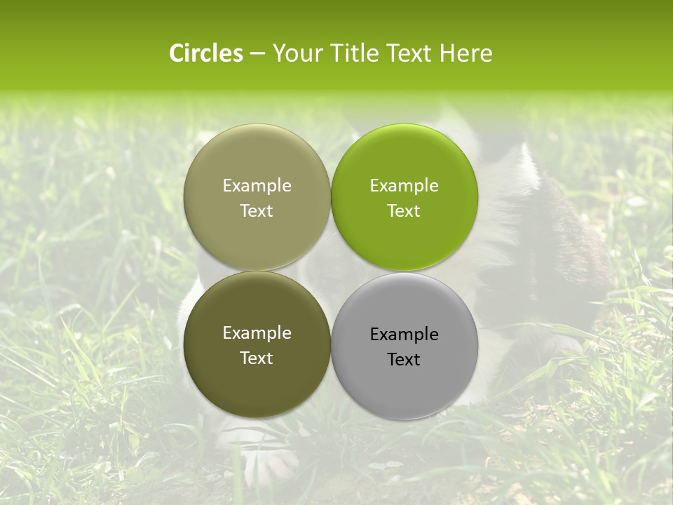 Two Young Border Collies Looking Towards You PowerPoint Template