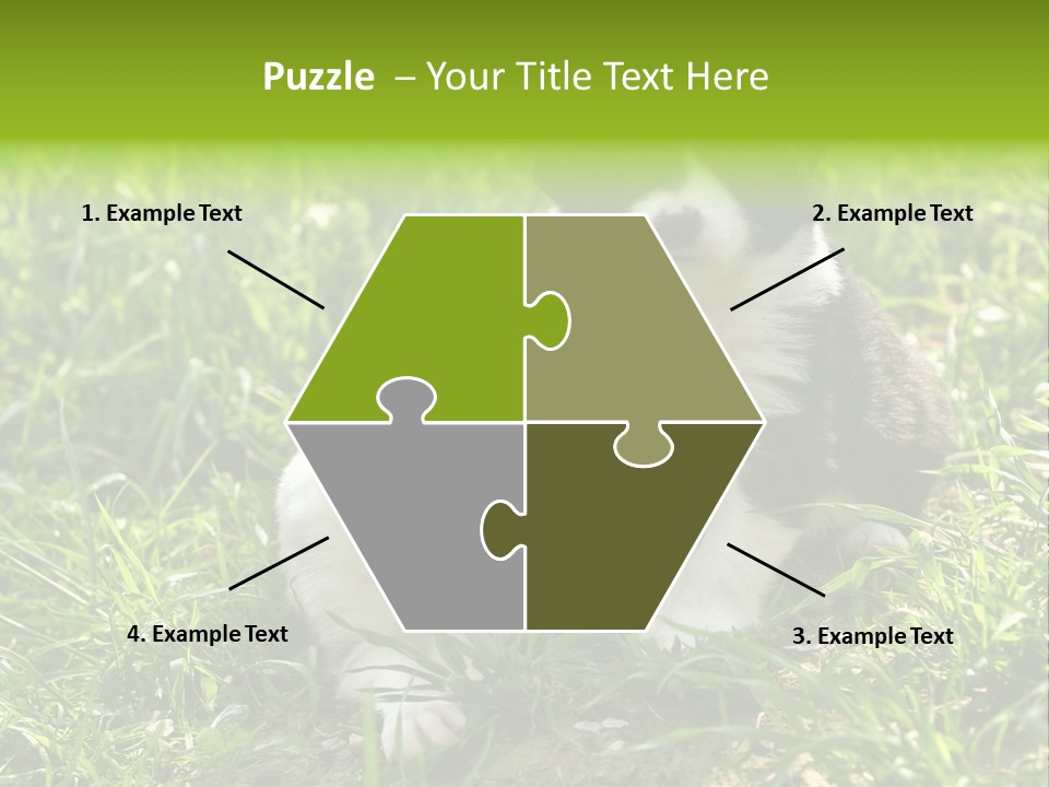 Two Young Border Collies Looking Towards You PowerPoint Template