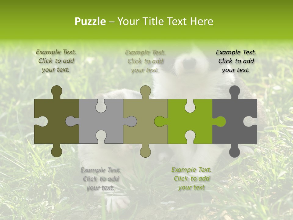 Two Young Border Collies Looking Towards You PowerPoint Template