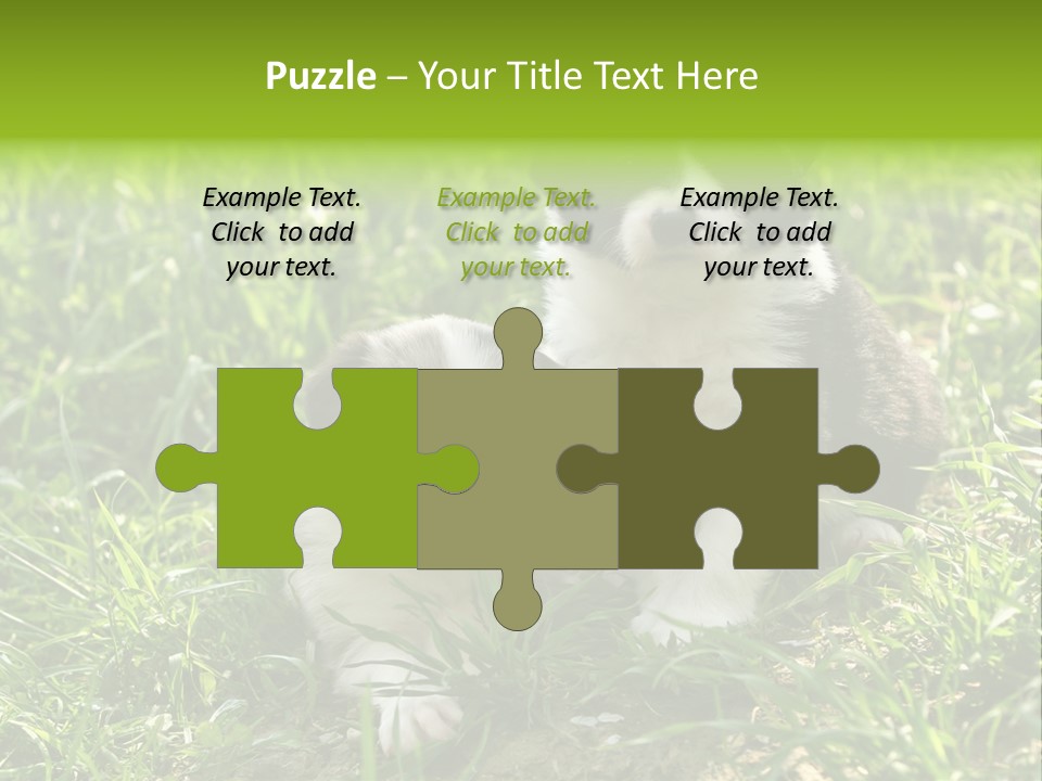 Two Young Border Collies Looking Towards You PowerPoint Template