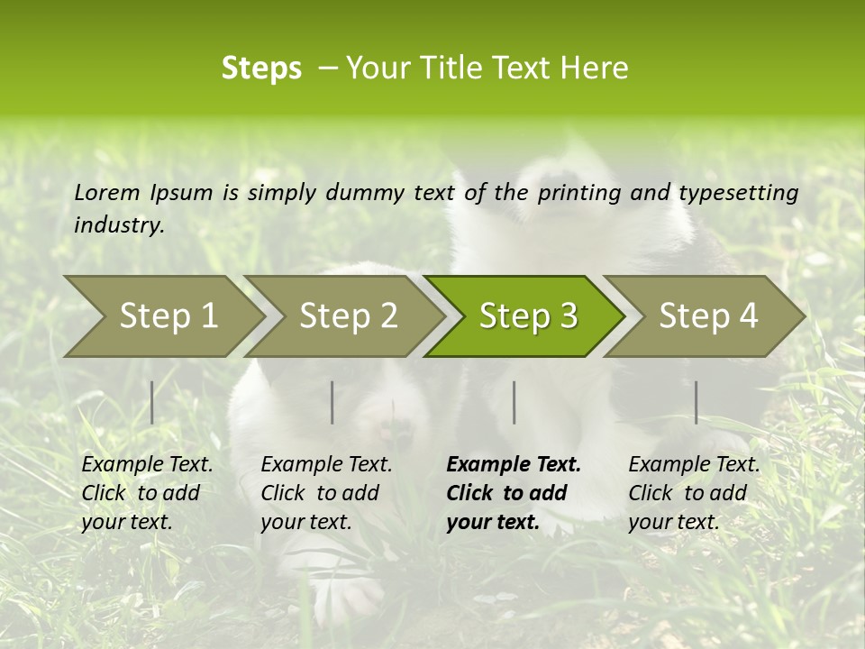 Two Young Border Collies Looking Towards You PowerPoint Template