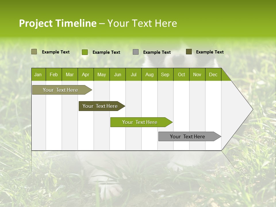 Two Young Border Collies Looking Towards You PowerPoint Template