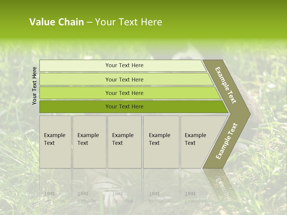 Two Young Border Collies Looking Towards You PowerPoint Template
