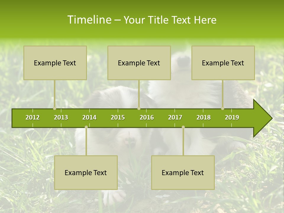 Two Young Border Collies Looking Towards You PowerPoint Template