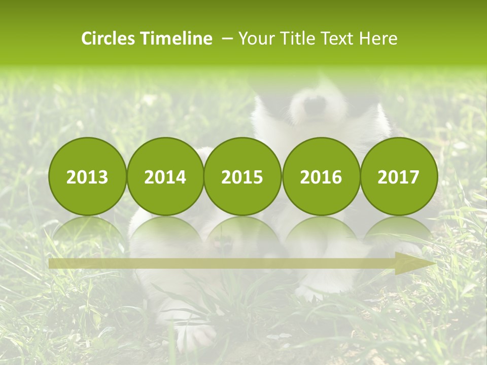 Two Young Border Collies Looking Towards You PowerPoint Template