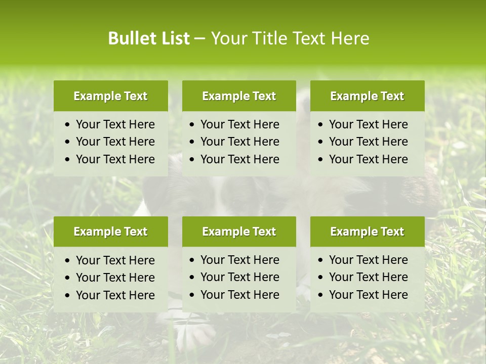 Two Young Border Collies Looking Towards You PowerPoint Template