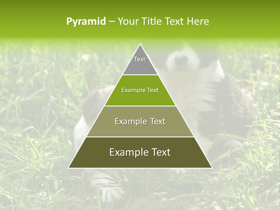 Two Young Border Collies Looking Towards You PowerPoint Template