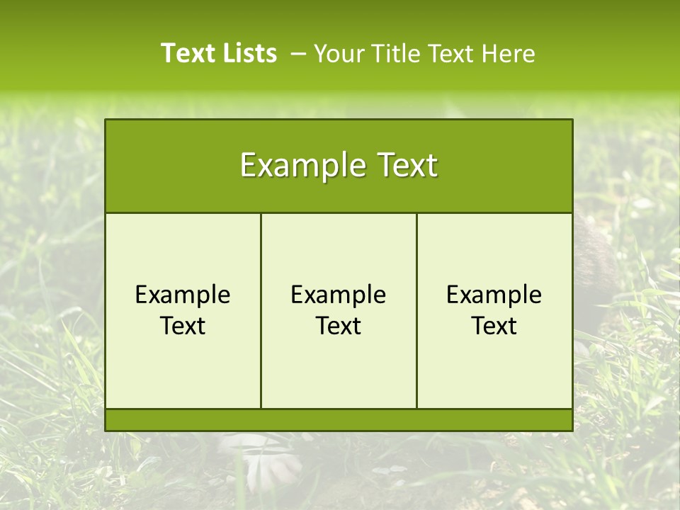 Two Young Border Collies Looking Towards You PowerPoint Template