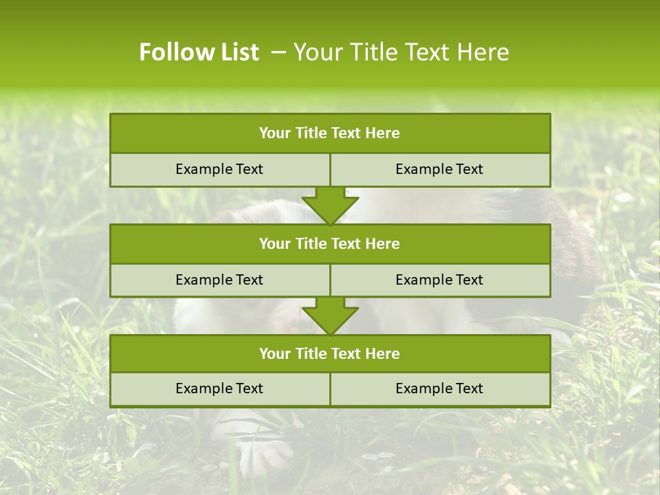 Two Young Border Collies Looking Towards You PowerPoint Template