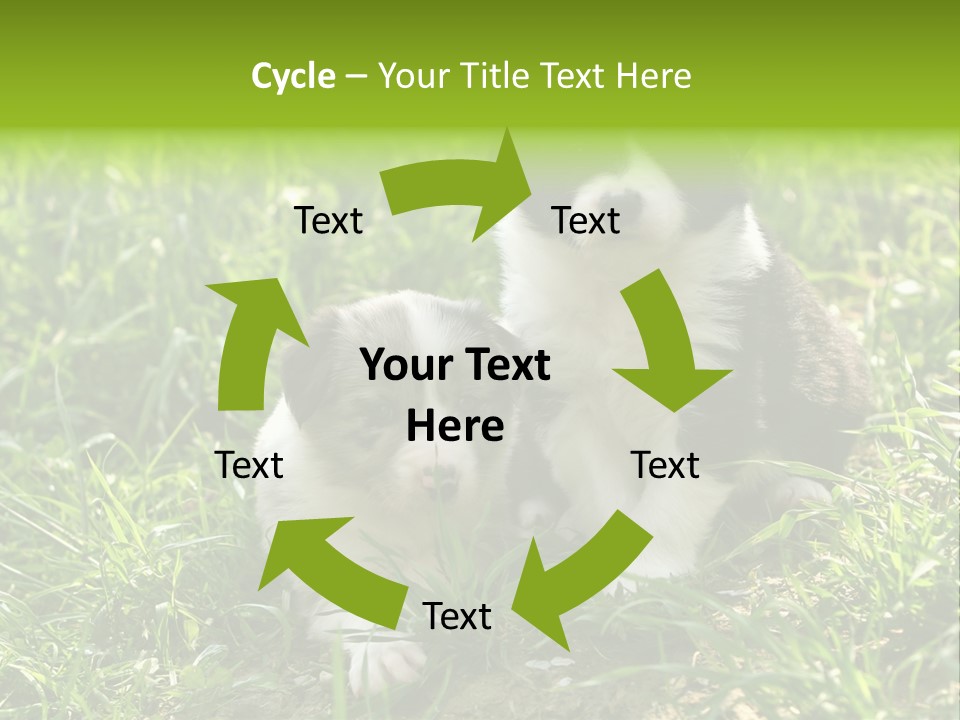 Two Young Border Collies Looking Towards You PowerPoint Template