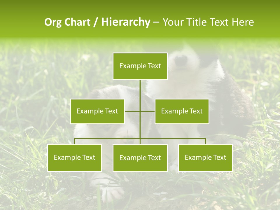 Two Young Border Collies Looking Towards You PowerPoint Template