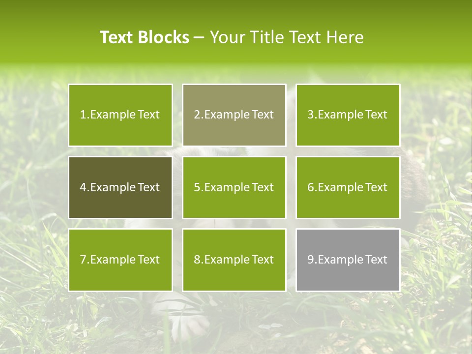 Two Young Border Collies Looking Towards You PowerPoint Template