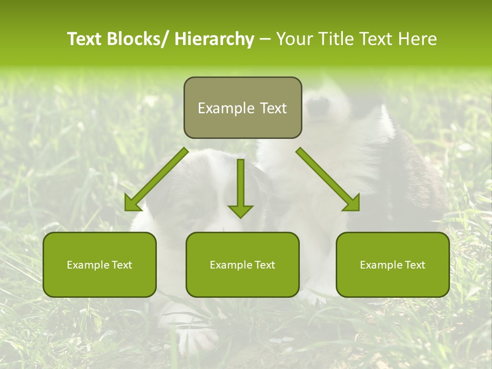 Two Young Border Collies Looking Towards You PowerPoint Template