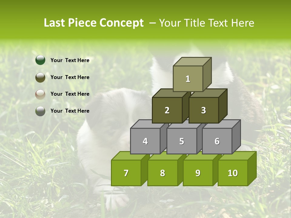 Two Young Border Collies Looking Towards You PowerPoint Template