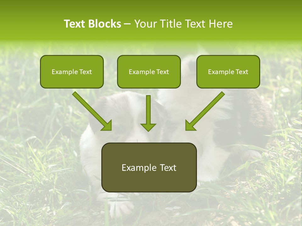 Two Young Border Collies Looking Towards You PowerPoint Template