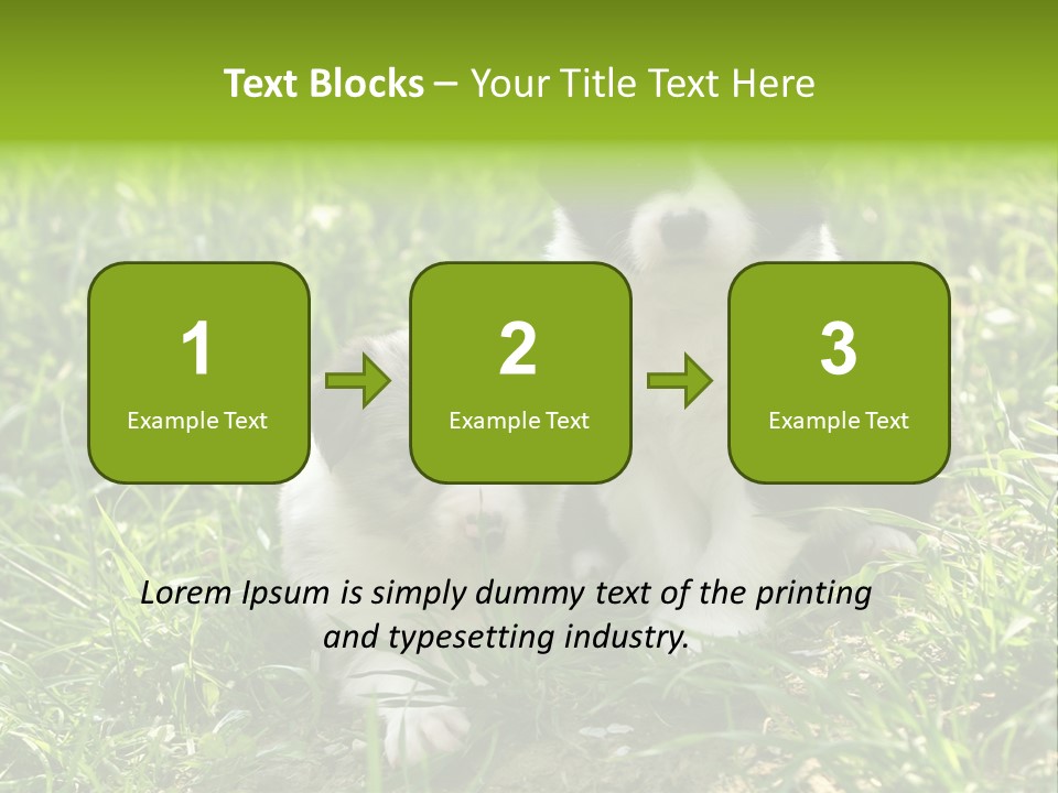 Two Young Border Collies Looking Towards You PowerPoint Template