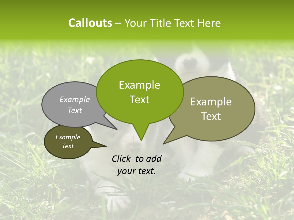 Two Young Border Collies Looking Towards You PowerPoint Template