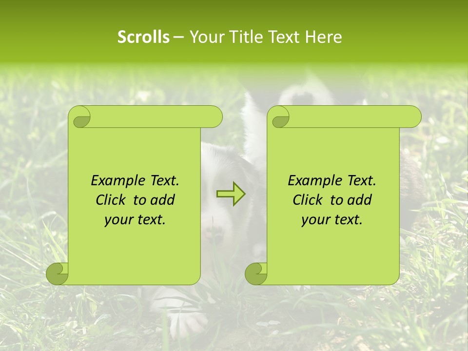 Two Young Border Collies Looking Towards You PowerPoint Template