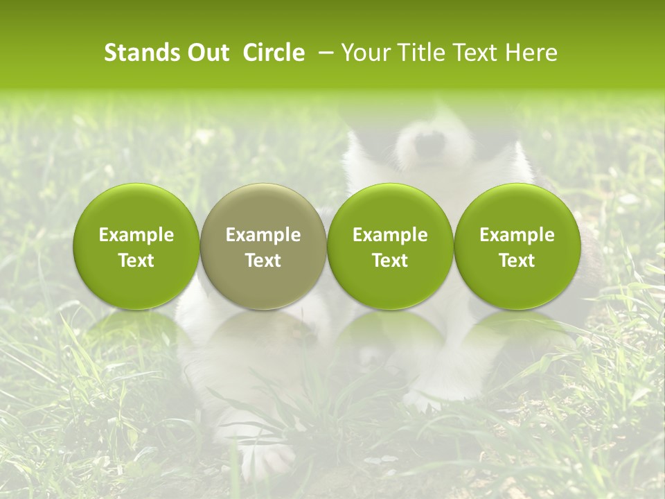 Two Young Border Collies Looking Towards You PowerPoint Template