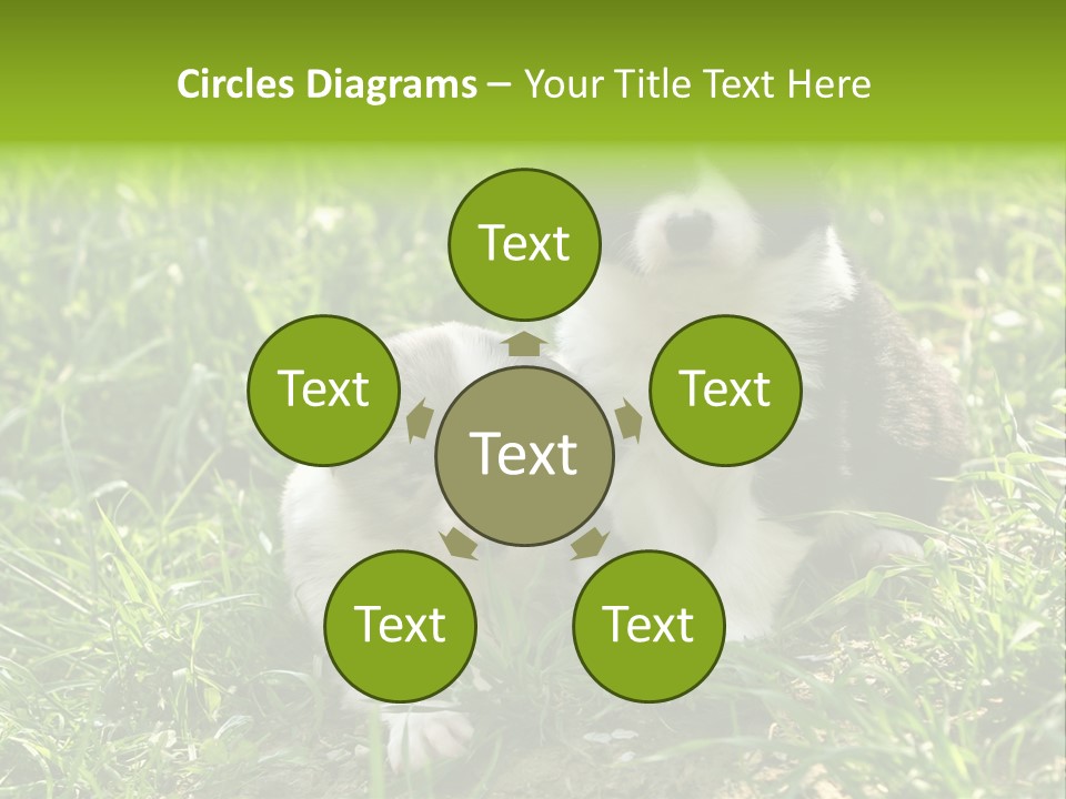 Two Young Border Collies Looking Towards You PowerPoint Template