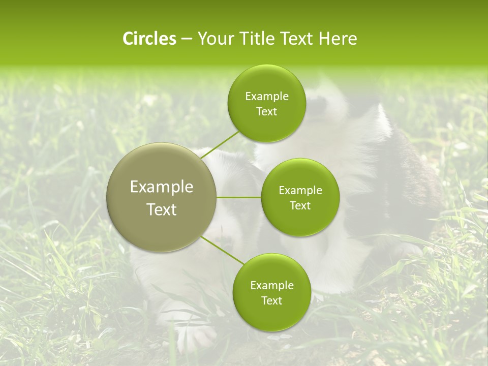 Two Young Border Collies Looking Towards You PowerPoint Template