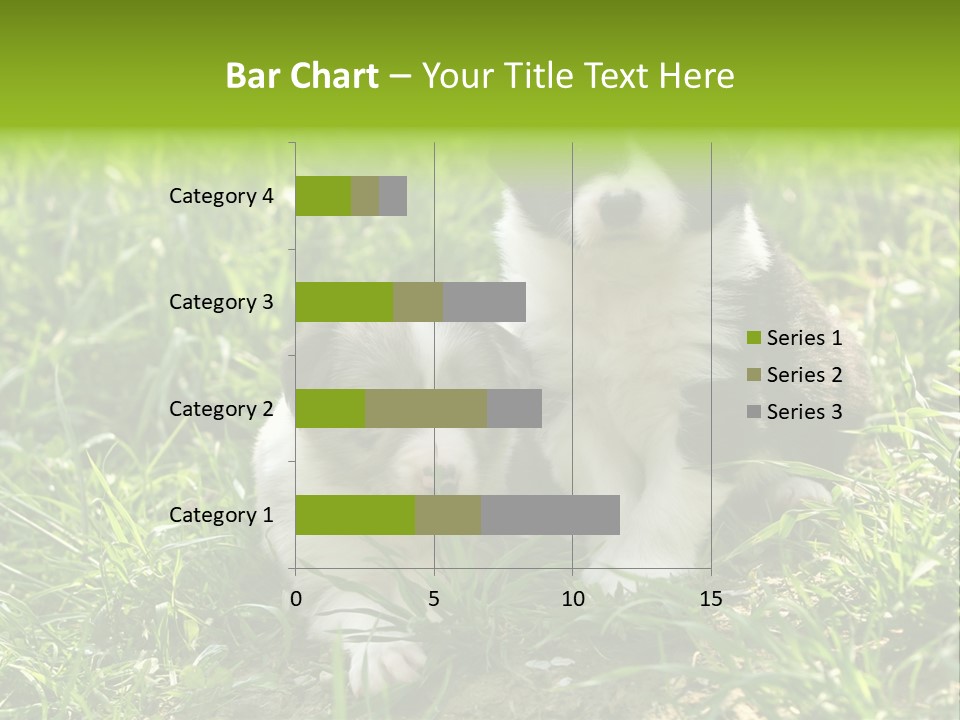 Two Young Border Collies Looking Towards You PowerPoint Template