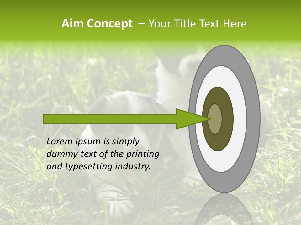 Two Young Border Collies Looking Towards You PowerPoint Template