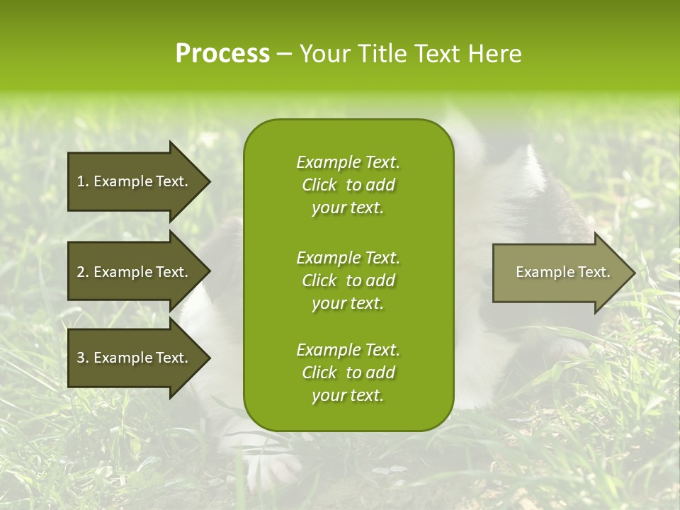 Two Young Border Collies Looking Towards You PowerPoint Template