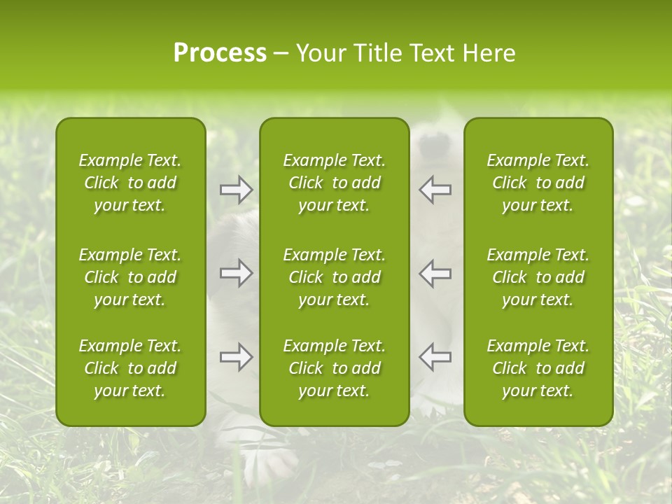 Two Young Border Collies Looking Towards You PowerPoint Template