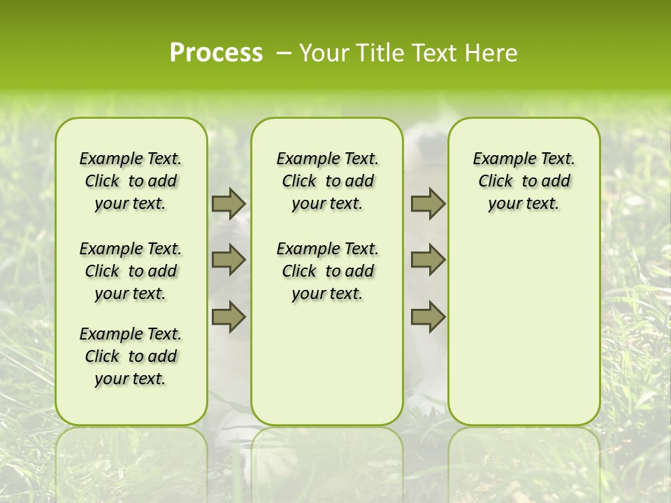 Two Young Border Collies Looking Towards You PowerPoint Template