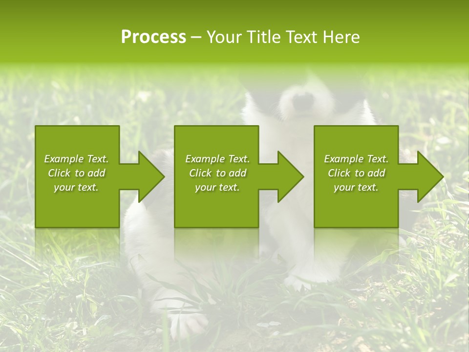 Two Young Border Collies Looking Towards You PowerPoint Template