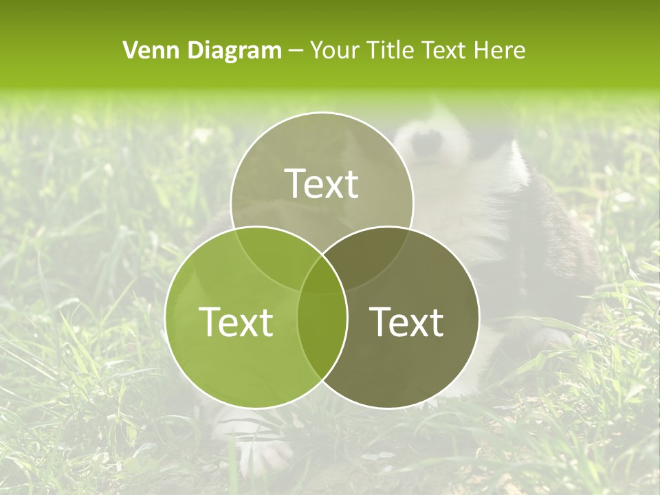 Two Young Border Collies Looking Towards You PowerPoint Template