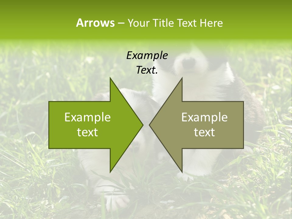 Two Young Border Collies Looking Towards You PowerPoint Template