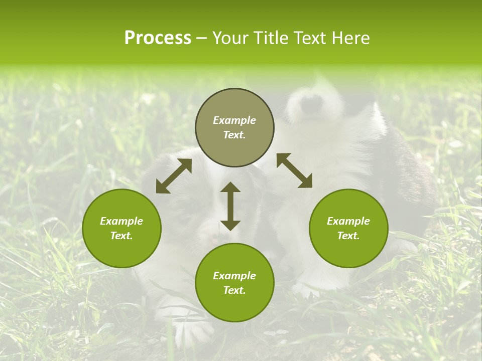 Two Young Border Collies Looking Towards You PowerPoint Template