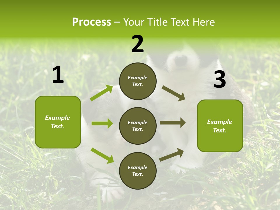 Two Young Border Collies Looking Towards You PowerPoint Template