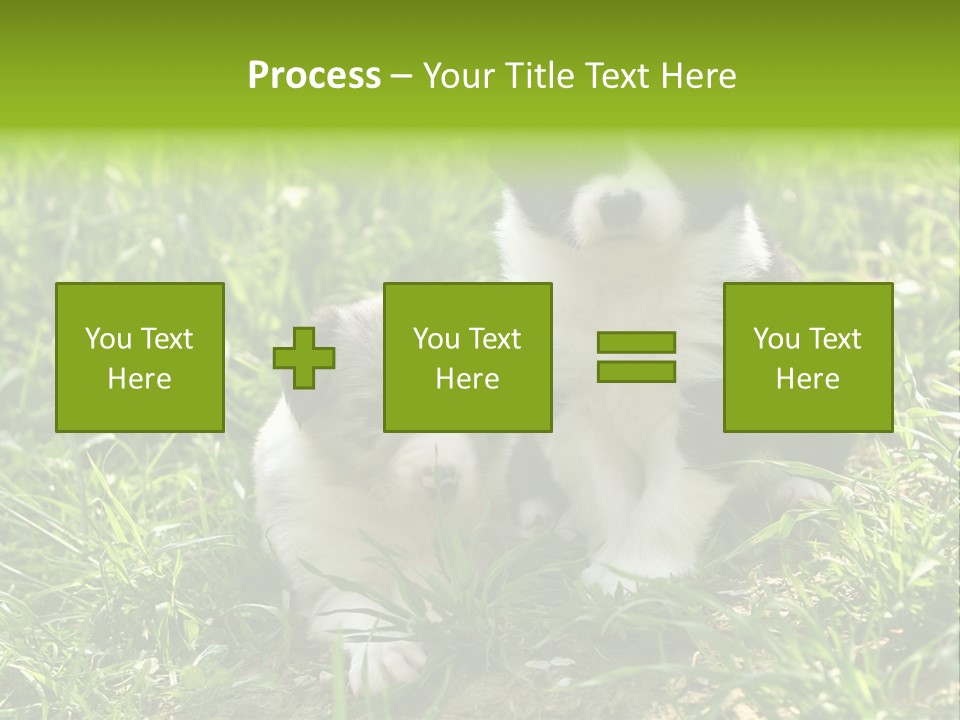 Two Young Border Collies Looking Towards You PowerPoint Template