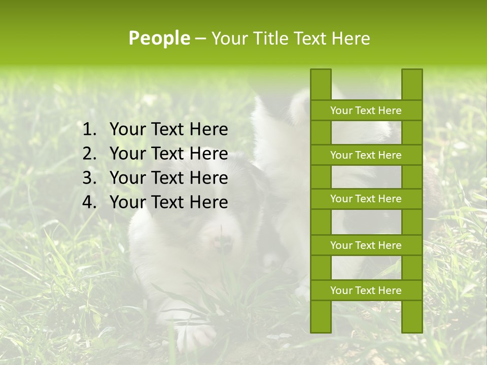 Two Young Border Collies Looking Towards You PowerPoint Template