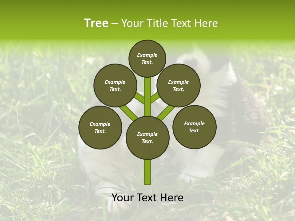 Two Young Border Collies Looking Towards You PowerPoint Template