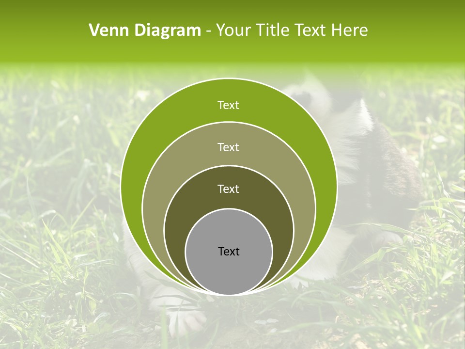 Two Young Border Collies Looking Towards You PowerPoint Template