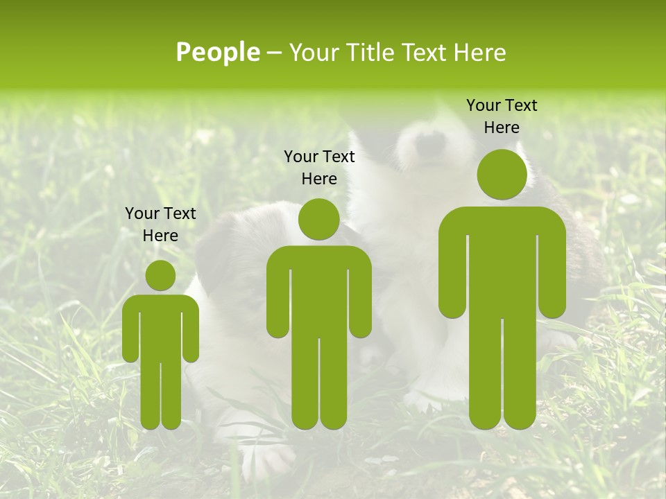 Two Young Border Collies Looking Towards You PowerPoint Template