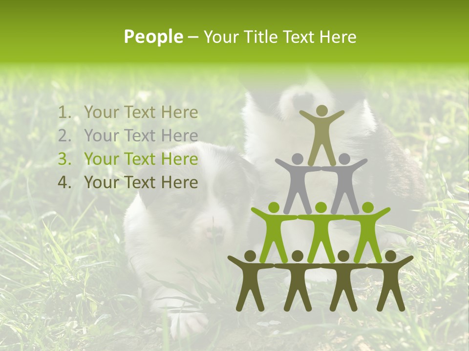 Two Young Border Collies Looking Towards You PowerPoint Template