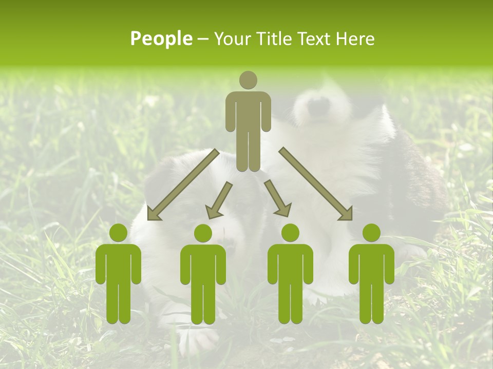 Two Young Border Collies Looking Towards You PowerPoint Template