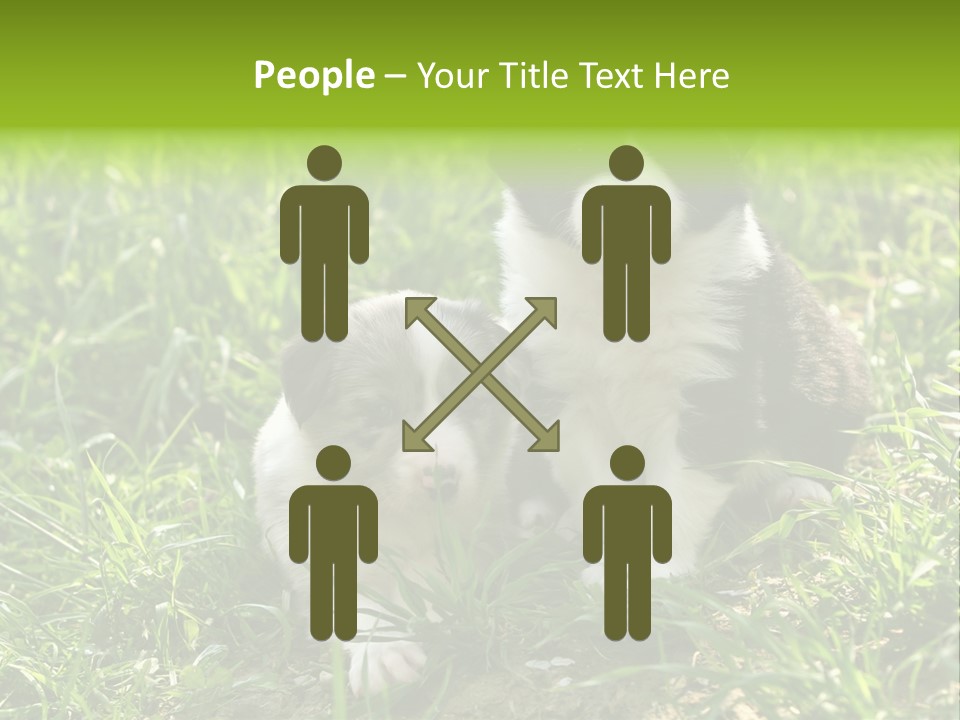 Two Young Border Collies Looking Towards You PowerPoint Template