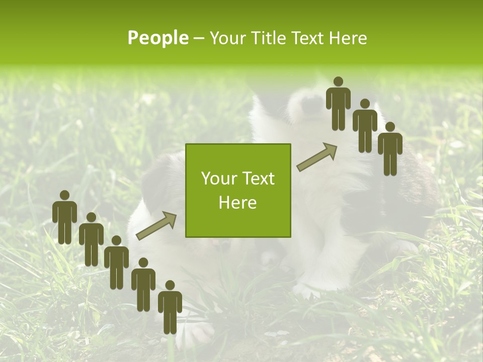 Two Young Border Collies Looking Towards You PowerPoint Template